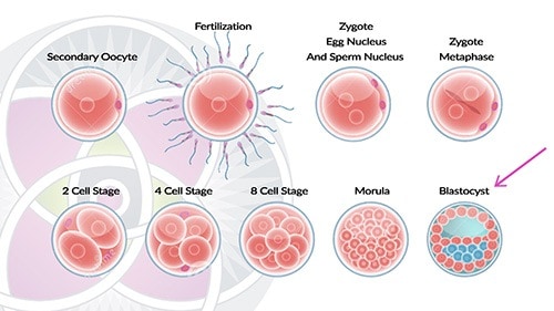Embryonic stem cells used for stem cell research can be found only during the very first week of the development called the blastocyst stage.