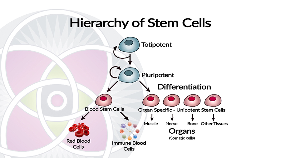 Hierarchy of Stem Cell differentiation into different organs