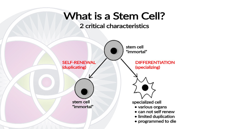 Stem Cells self replicate and generate new specialized organ (somatic) cells
