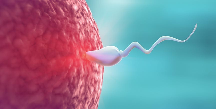 It all starts with a sperm and an egg becoming the first stem cell from which our entire body will be created.
