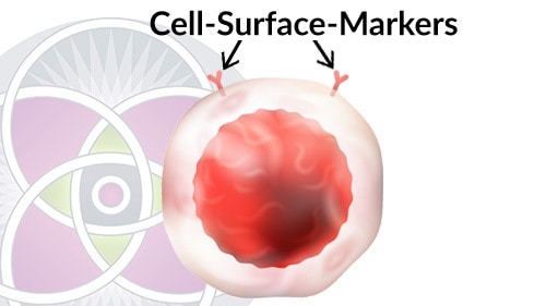 All cells have specific membrane cell-surface-markers that are characteristic for that kind of cell.