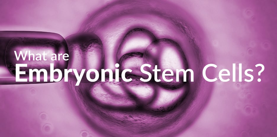 Embryonic Stem Cells : Essentially all of the Cells of the Developing Embryo are Stem Cell