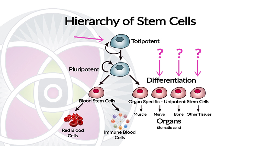 Embryonic stem cells are still undifferentiated and NOT used in clinical medicine