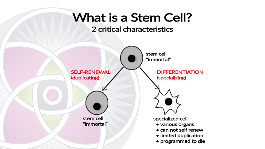 Stem cells are defined by two critical characteristics, self renewal and differentiation. 