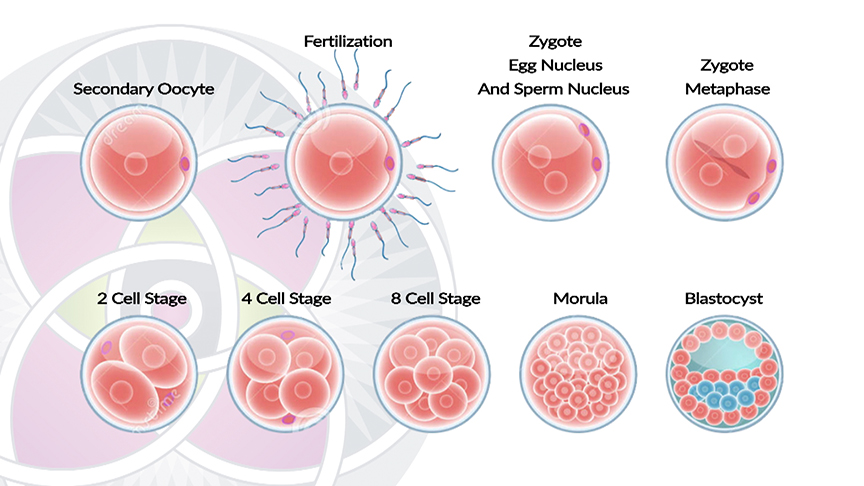 When we are an embryo, we are essentially a collection of stem cells.