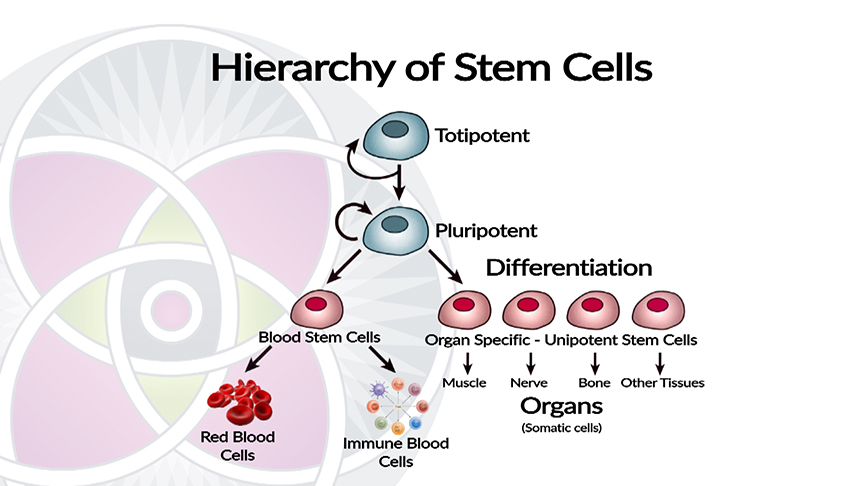 What are Stem Cells? The Hierarchy of How They Develop