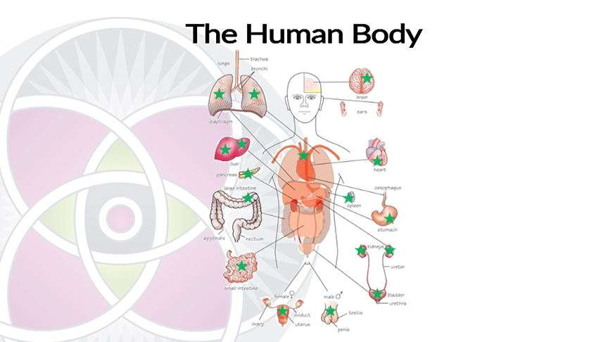Why are stem cells important? All the Organs in Your Body Have Stem Cells