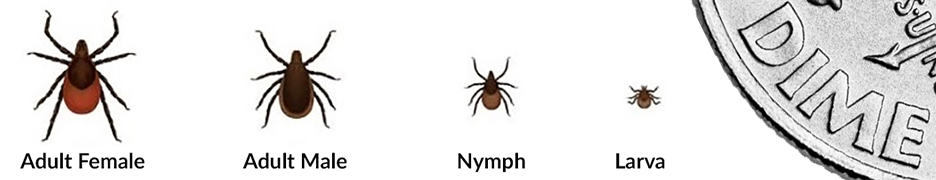 Lyme disease ticks and their size in relation to a dime.