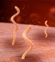 The corkscrew shape of the Borrelia allows it to drill inside our tissues and hide out.