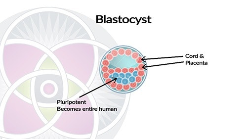 Embryonic stem cells are during the first week of development called the blastocyst stage.