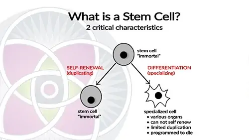 When stem cells divide they can produce more stem cells as well as have the potential to become “differentiated” and become specialized cells.