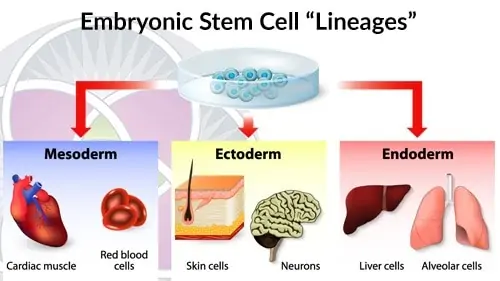 Embryonic stem cells develop into 3 different 