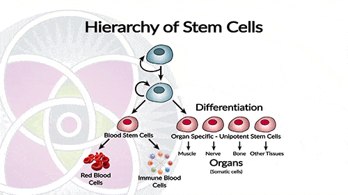 The hierarchy of stem cells : We can test the cells to make sure they are in face pluripotent