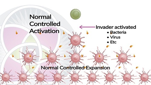 When you immune system is activated it releases a cascade of cytokines.