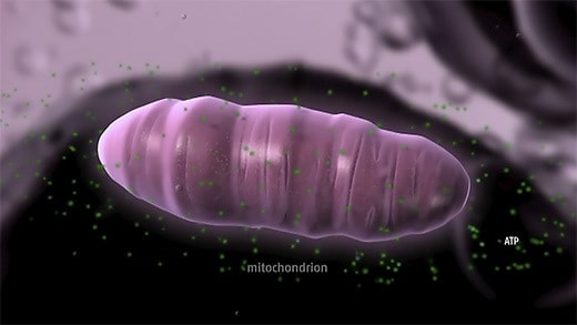 The mitochondria are the little 