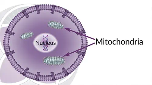 Every cell has mitochondria. Mitochondria create ATP which is the chemical fuel that every cell in your body needs to function.