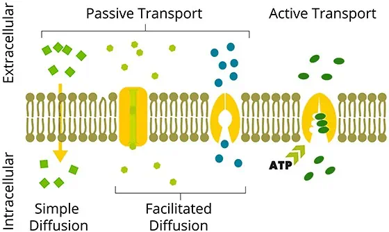 Phototherapy stimulates the production of ATP in the electron transport chain.