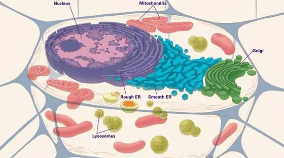 Phototherapy stimulates mitochondria to produce ATP inside the cell.